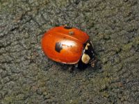 Adalia bipunctata