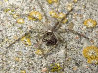 Philodromus