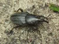 Sphenophorus striatopunctatus