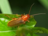 Cantharis rufa