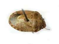 Staria lunata