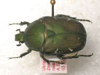 Protaetia ungarica