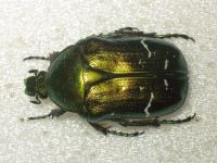 Cetonia aurata