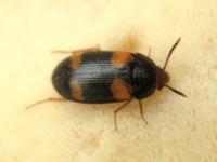 Mycetophagus quadripustulatus