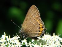 Satyrium pruni