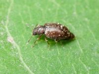 Cortinicara gibbosa