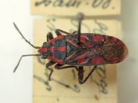 Spilostethus saxatilis