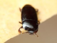 Platylomalus complanatus