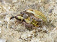 Hypera (Hypera) nigrirostris