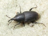 Sphenophorus striatopunctatus