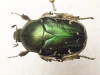 Protaetia subpilosa dorchini