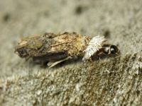 Psychidae