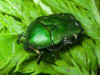 Protaetia ungarica