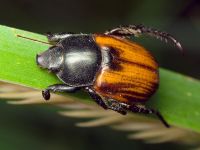 Anisoplia austriaca