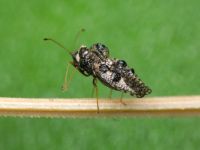Dictyla rotundata