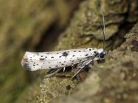 Yponomeuta plumbella