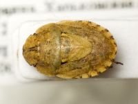Menaccarus (Oploscelis) arenicola