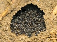 Formicidae