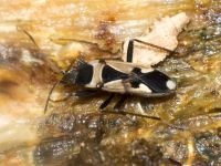 Raglius confusus
