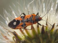 Lygaeus simulans