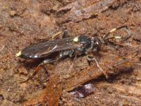 Ichneumon inquinatus
