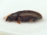 Melanophthalma