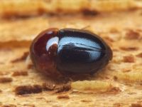 Agathidium nigripenne