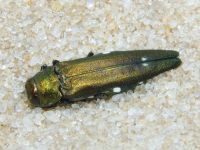 Agrilus biguttatus