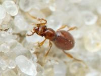 Scydmaenus hellwigii