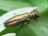 Agrilus zigzag