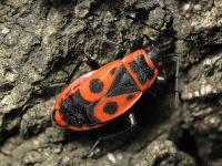 Pyrrhocoris apterus