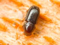 Orthocis perrisi