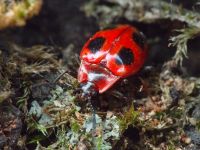Endomychus coccineus