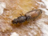 Monotoma bicolor