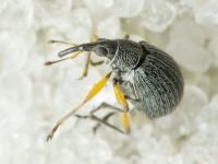 Eutrichapion viciae