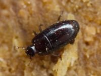 Paromalus parallelepipedus