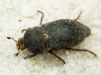 Dermestes (Dermestinus) laniarius