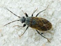 Peritrechus geniculatus