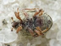 Cionus olens