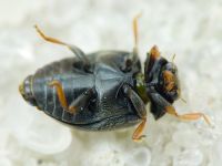 Scymnus frontalis