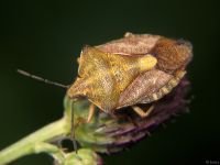 Carpocoris purpureipennis