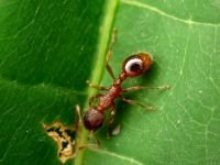Myrmica
