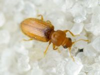 Corticaria elongata