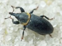 Mecinus collaris
