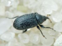 Gymnetron melanarium