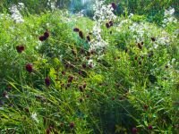 Sanguisorba officinalis