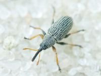 Exapion corniculatum