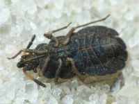 Aradus distinctus