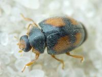 Scymnus frontalis