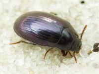 Platydema violaceum